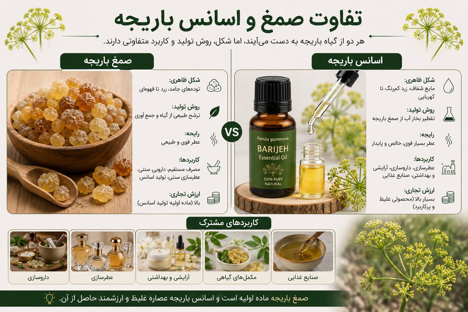 تفاوت صمغ و اسانس باریجه