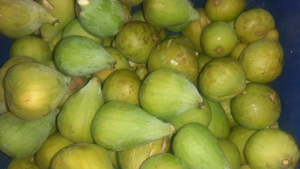تصویر 2 از انجیر تازه برای دیابتی ها سرشار از مواد مغذی مفید