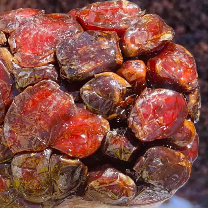تصویر 1 از خرما کبکاب تاپو با ماندگاری بالا و طعم فوق العاده خاطره انگیز