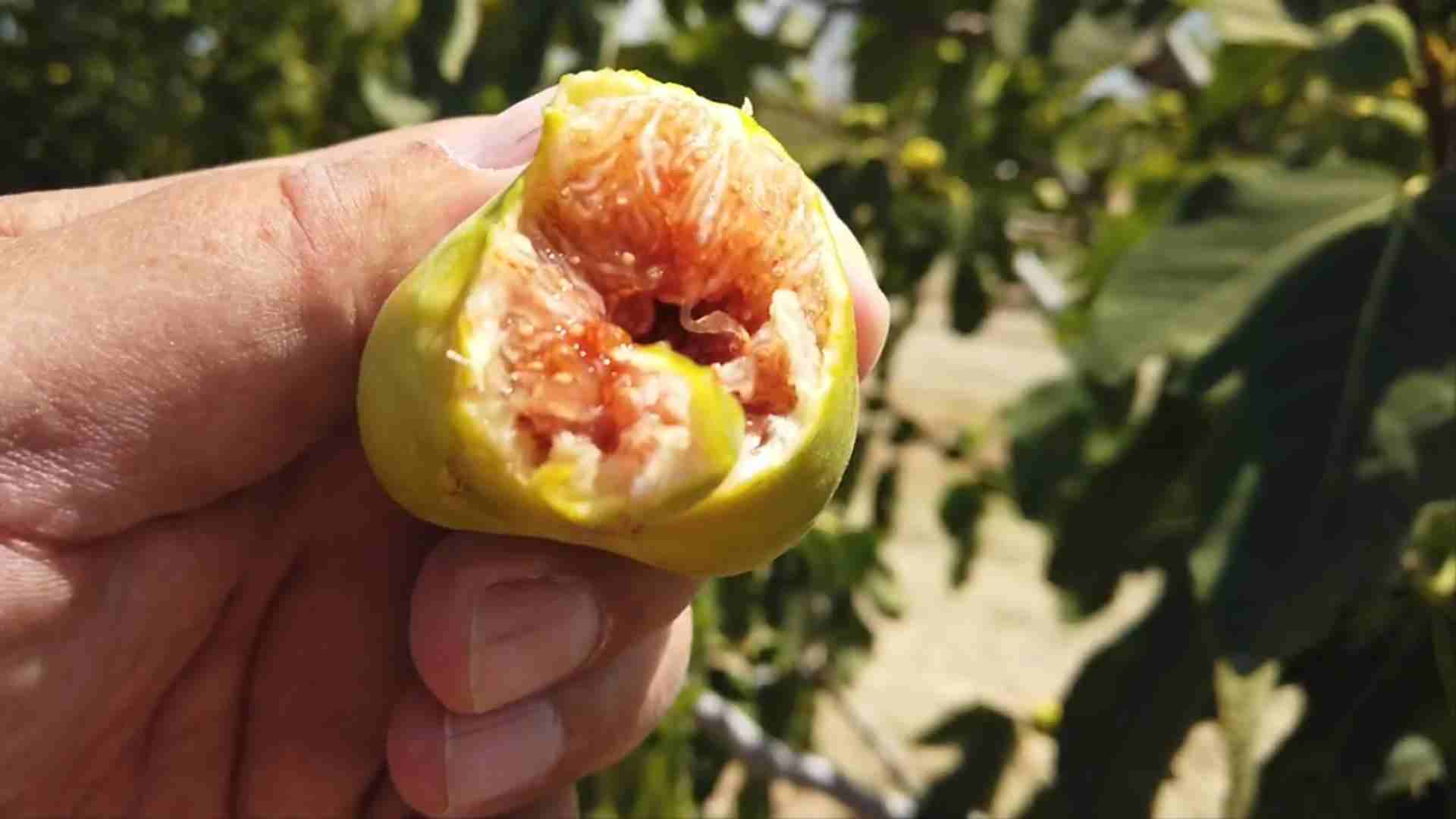 تصویر 1 از انجیر استهبان فارس با کیفیت ممتاز از باغ های برتر