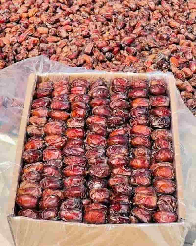 تصویر 2 از خرما کبکاب خشک مناسب نگهداری و مصرف طولانی مدت