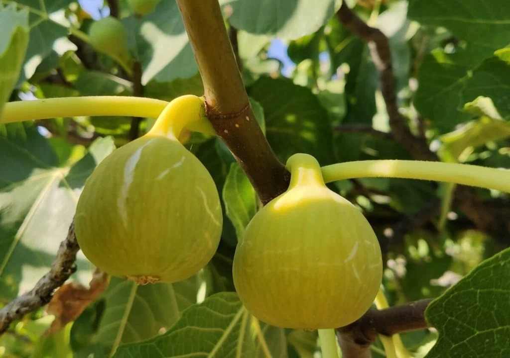 تصویر 4 از انجیر زرد ترکیه با ماندگاری مناسب و عطر طبیعی