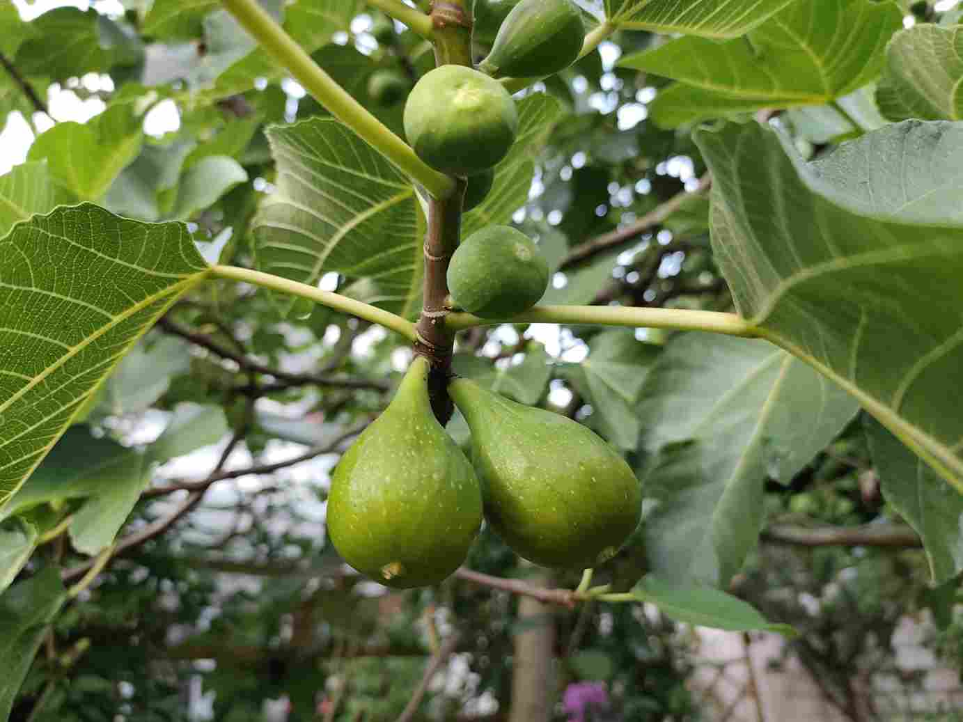 تصویر 1 از انجیر گلوگاه ایران نژاد با عطر طبیعی و بافت لطیف