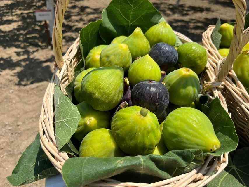 تصویر 4 از انجیر گلوگاه ایران نژاد با عطر طبیعی و بافت لطیف