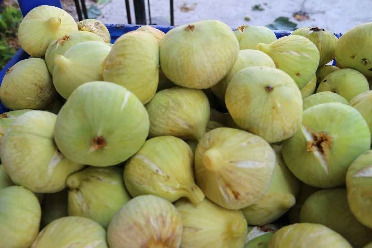 تصویر 4 از انجیر یزدی زرد با عطر طبیعی و بافت لطیف