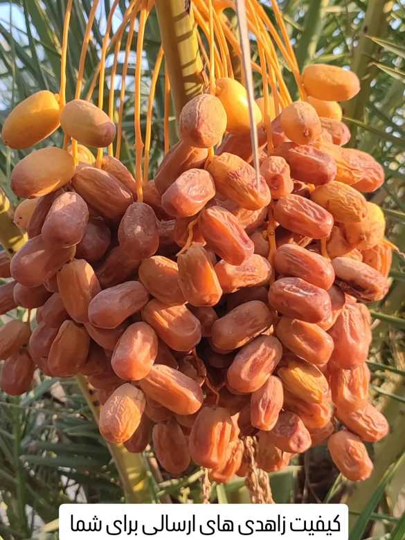 تصویر 4 از فروش صادراتی خرما زاهدی