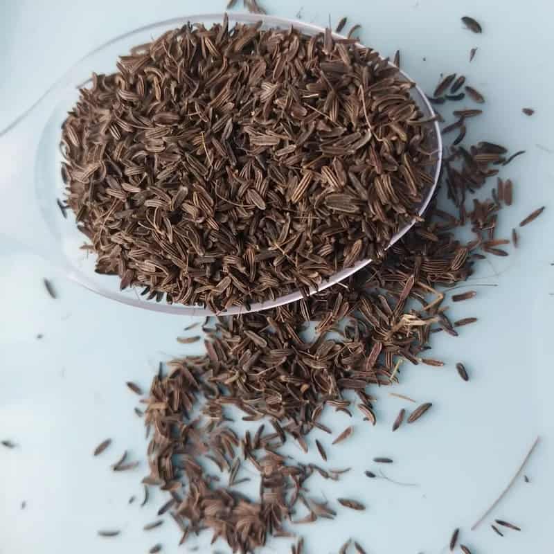 تصویر 4 از زیره سیاه کوهی با طعمی اصیل و ارگانیک
