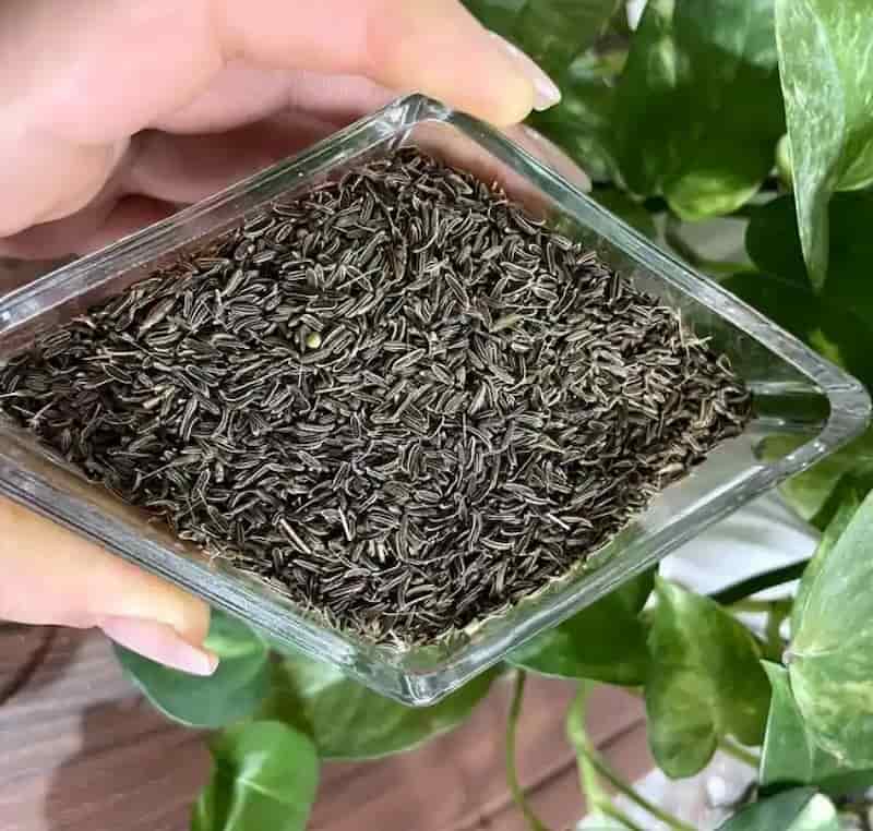 تصویر 4 از زیره سیاه عمده تهیه شده از دانه های مرغوب