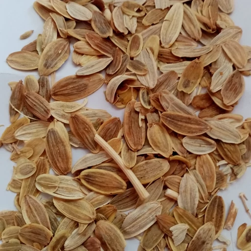 تصویر 1 از بذر مرغوب گیاه باریجه