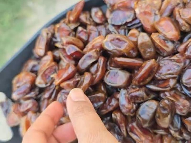 تصویر 4 از خرما کبکاب بدون هسته با طعم بی نظیر و کیفیت عالی