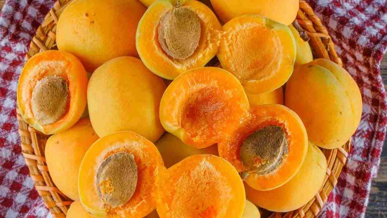 تصویر 4 از قیسی هسته دار تهیه شده به روش سنتی و سالم