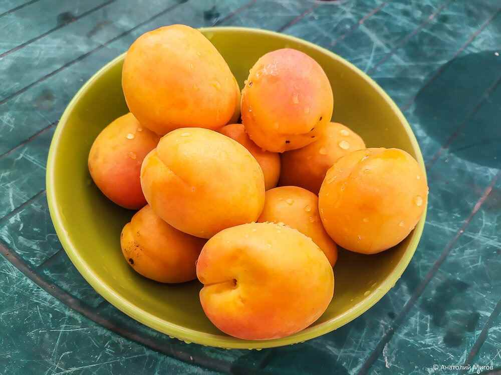 تصویر 4 از قیسی آلو سیاه با طعم ملس و بافت گوشتی