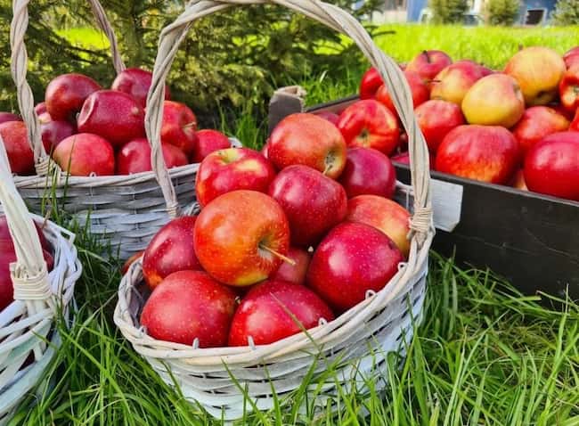 تصویر 4 از سیب قرمز ترش انتخابی مناسب برای فروش عمده میادین و فروشگاه‌های میوه
