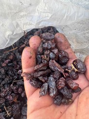 خرید کشمش آبگیری