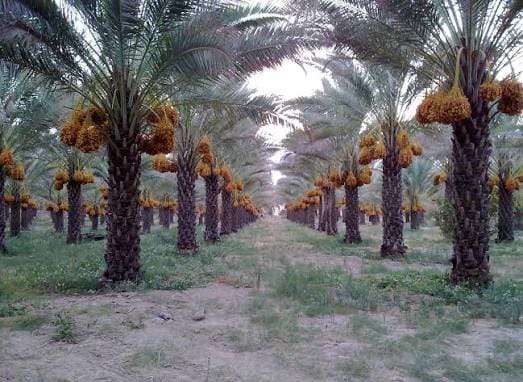 تصویر 1 از خرما زاهدی عراق با کیفیت مطلوب مناسب نگهداری طولانی