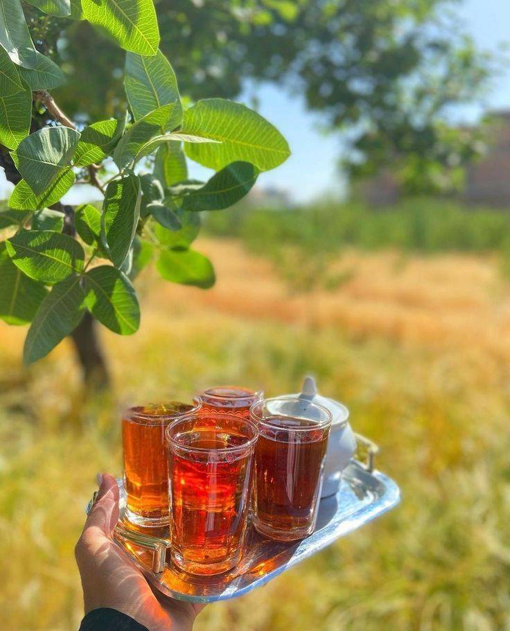 مزایای خرید مستقیم چای لاهیجان از کارخانه