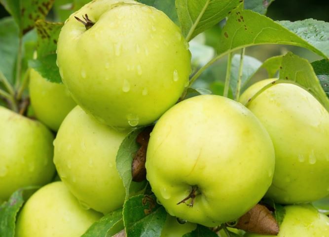 تصویر 4 از سیب سبز کرمان گزینه‌ای مناسب برای فروشگاه‌های میوه و صادرات
