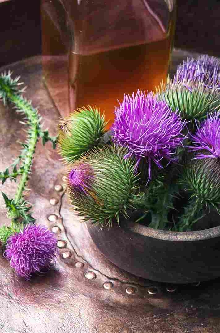 تصویر 1 از عرق خار مریم برای پرنده با فرآوری اصولی و استاندارد