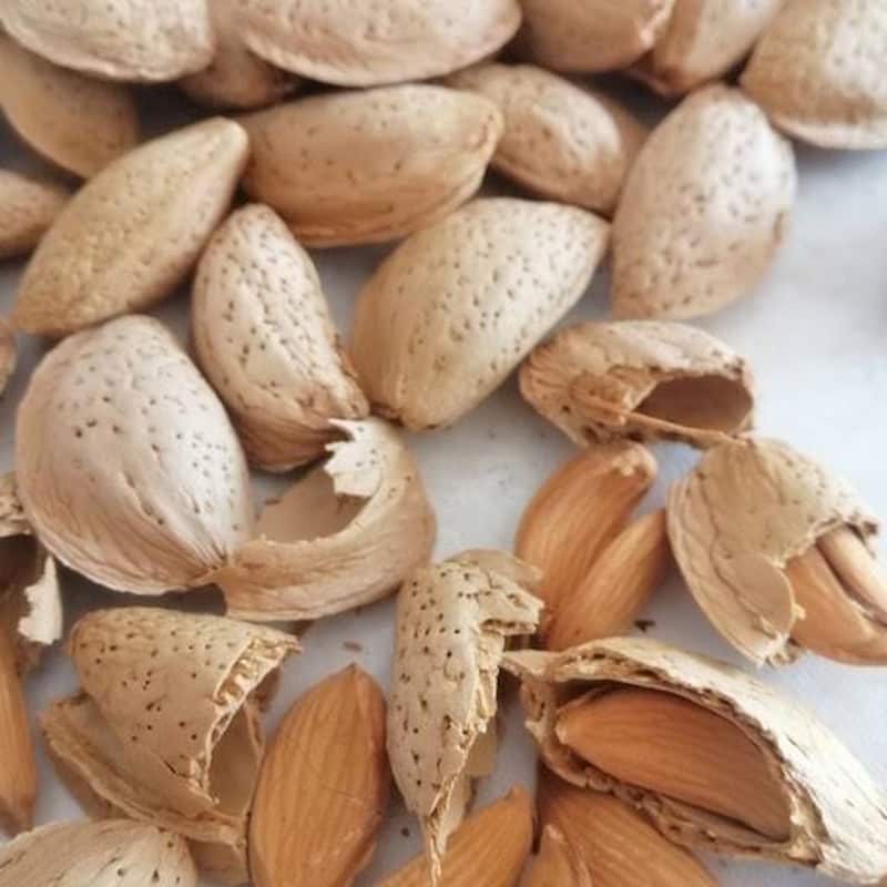 تصویر 3 از بادام مامایی کاغذی با درصد پوچی صفر و کیفیت عالی برای صادرات