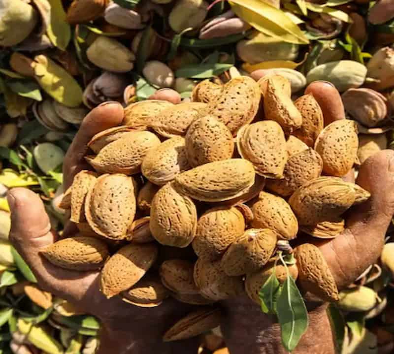 تصویر 4 از بادام مامایی کاغذی با درصد پوچی صفر و کیفیت عالی برای صادرات