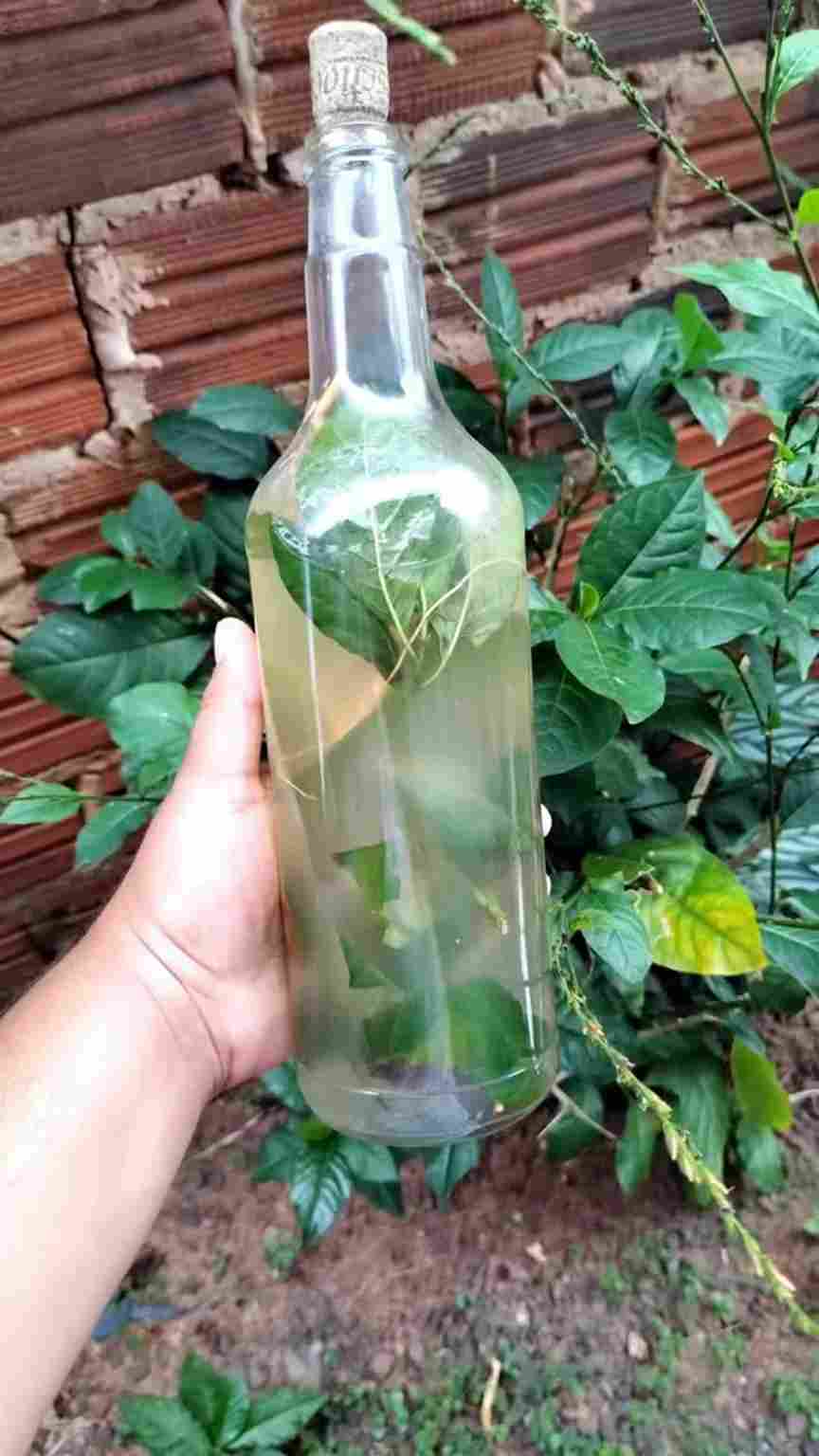تصویر 3 از عرق بیدمشک برای حافظه با فرآوری سنتی و کیفیت ماندگار