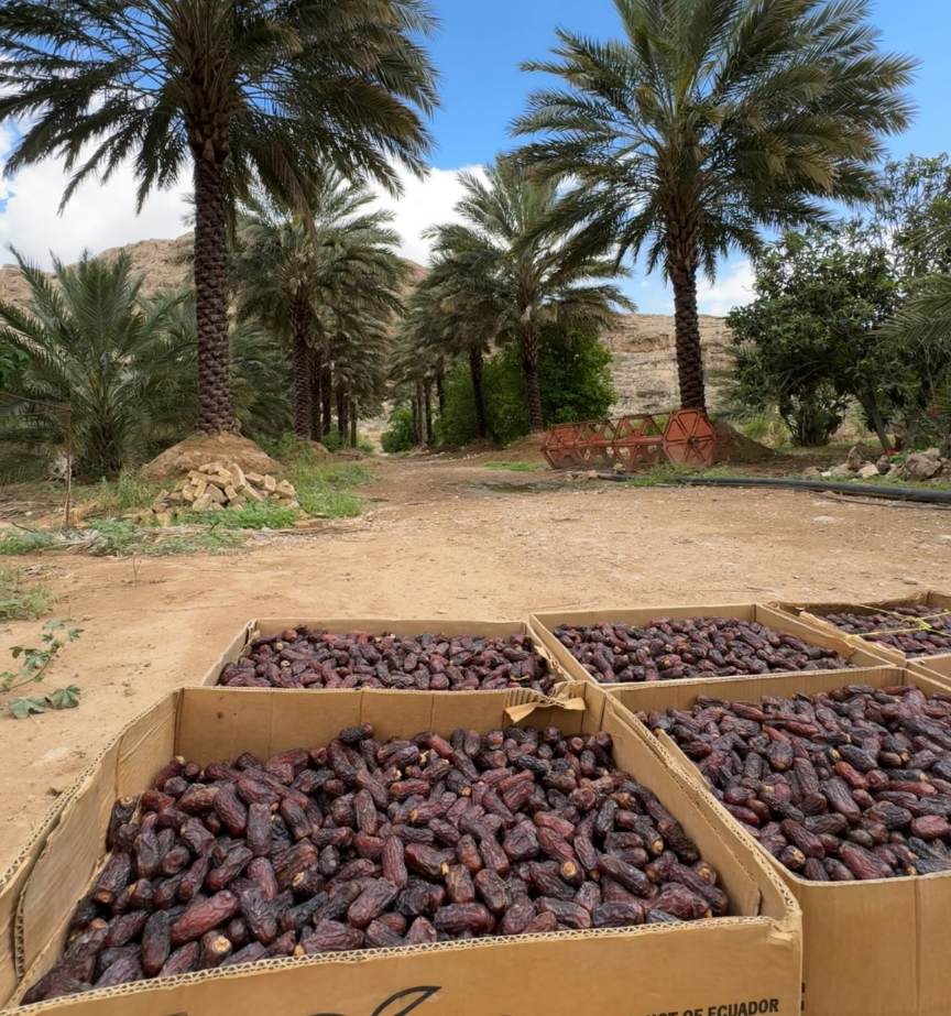 تصویر 2 از تأمین خرما پیارم برای بازارهای داخلی + قیمت عمده