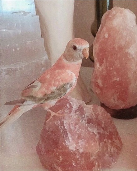 سنگ نمک صورتی خرید فروش صادراتی عمده