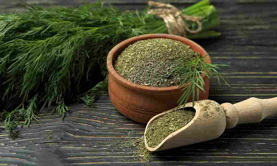 شوید خشک صحرا با فرآوری دقیق و حفظ طعم گیاهی