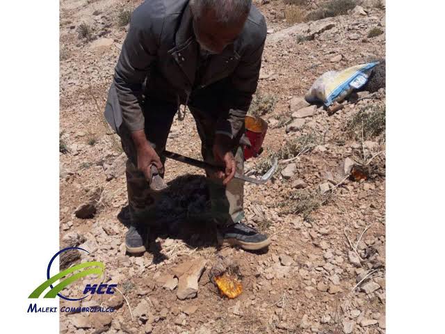 تصویر 1 از انتخاب اول خریداران باریجه