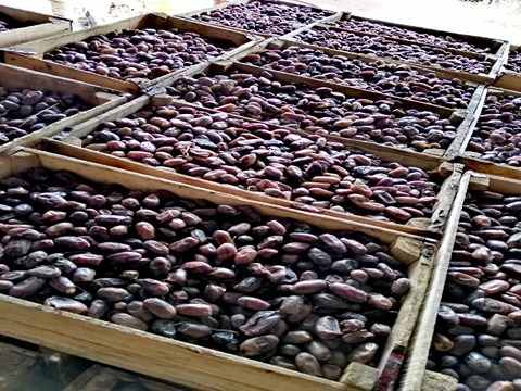 قیمت خرید خرما استعمران درجه یک عمده به صرفه و ارزان