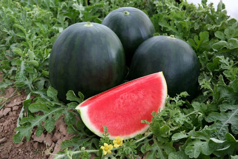 هندوانه سبز تیره سورت شده با ظاهر یکدست و زیبا