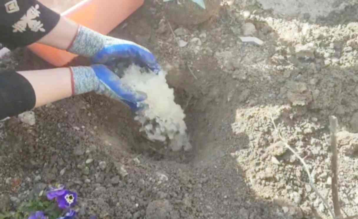 فروش هیدروژل کشاورزی + کاهش مصرف آب و افزایش رشد گیاه