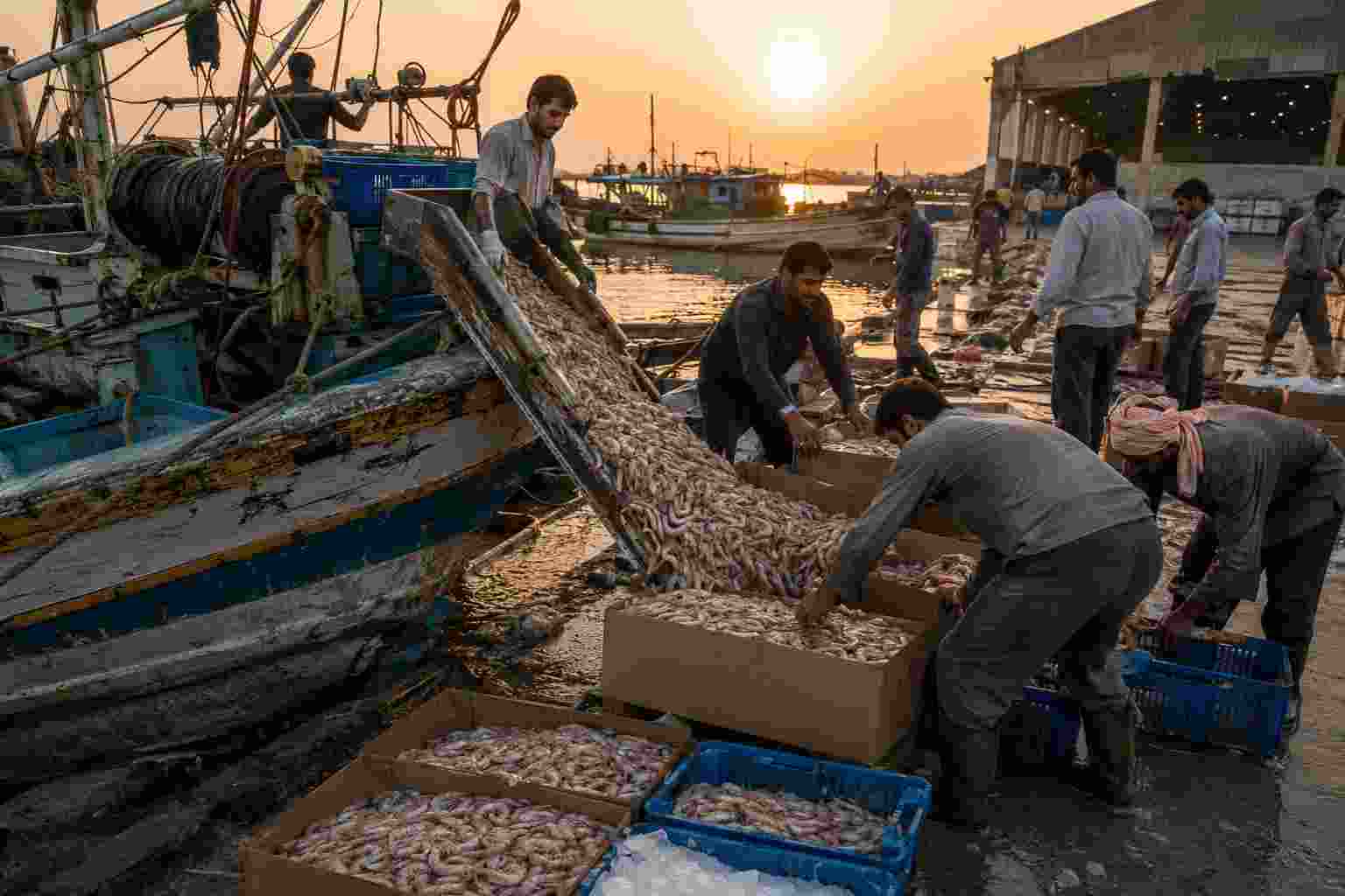 تصویر 1 از خرید عمده میگو جنوب با قیمت همکاری و تأمین مستقیم