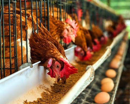 کربنات کلسیم مرغداری مناسب تقویت استخوان بندی پرندگان