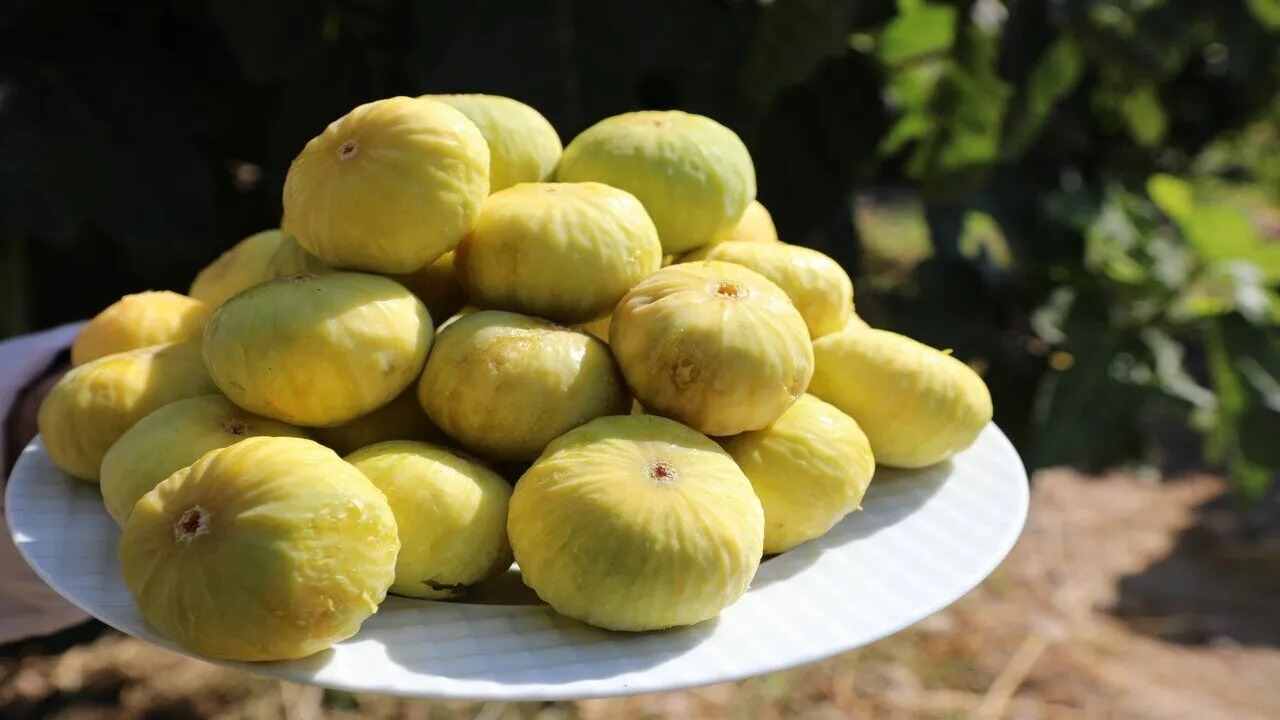 انجیر گلابی سفید با گوشت روشن و طعم ملایم