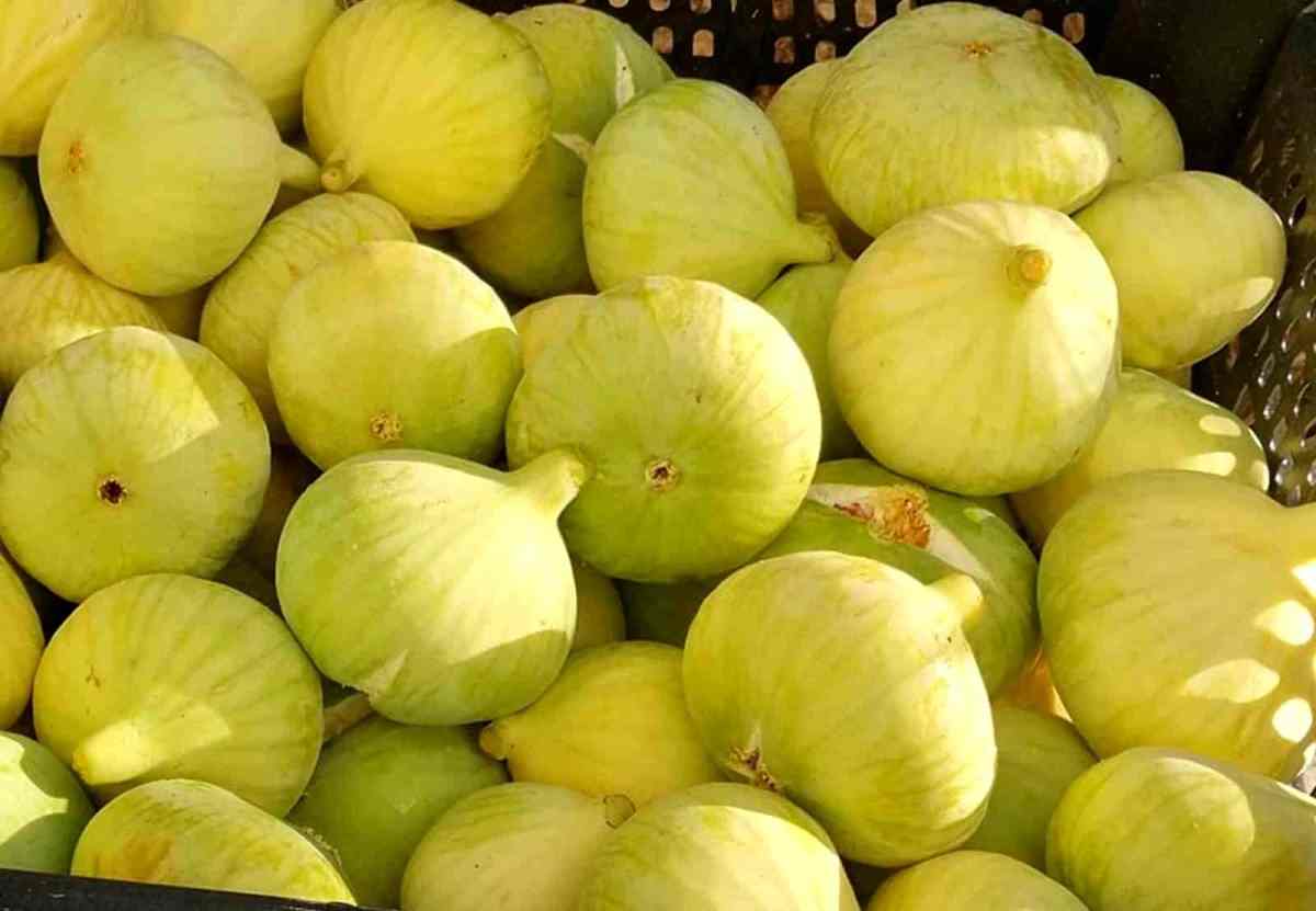 انجیر تازه برای یبوست با فیبر طبیعی و بافت نرم