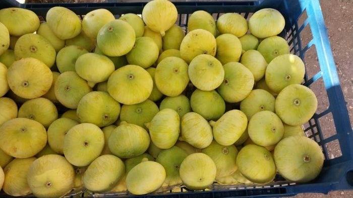 انجیر ترکیه ای با کیفیت ممتاز و دانه‌های ریز و خوش‌طعم