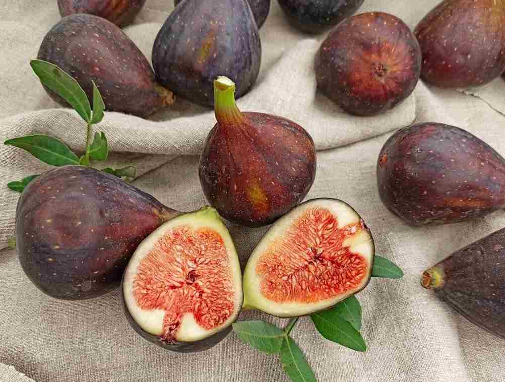 انجیر سیاه استهبان از باغ‌های معروف و مرغوب فارس
