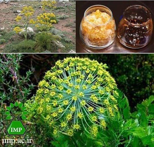 فرصت نوین تجارت باریجه