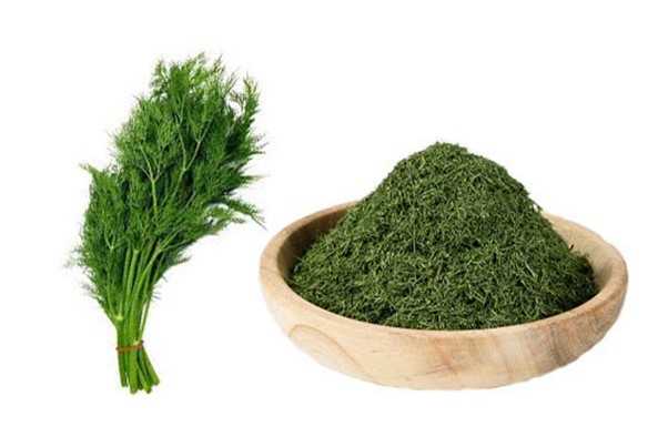 شوید خشک آماده خوش رنگ و خوش عطر برای مصارف خانگی