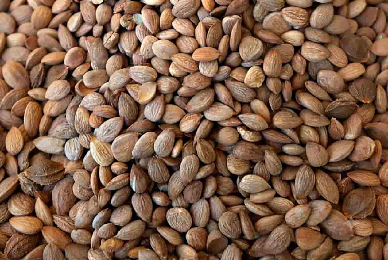 مغز بادام تلخ مرغوب مناسب مصارف صنعتی و فرآوری