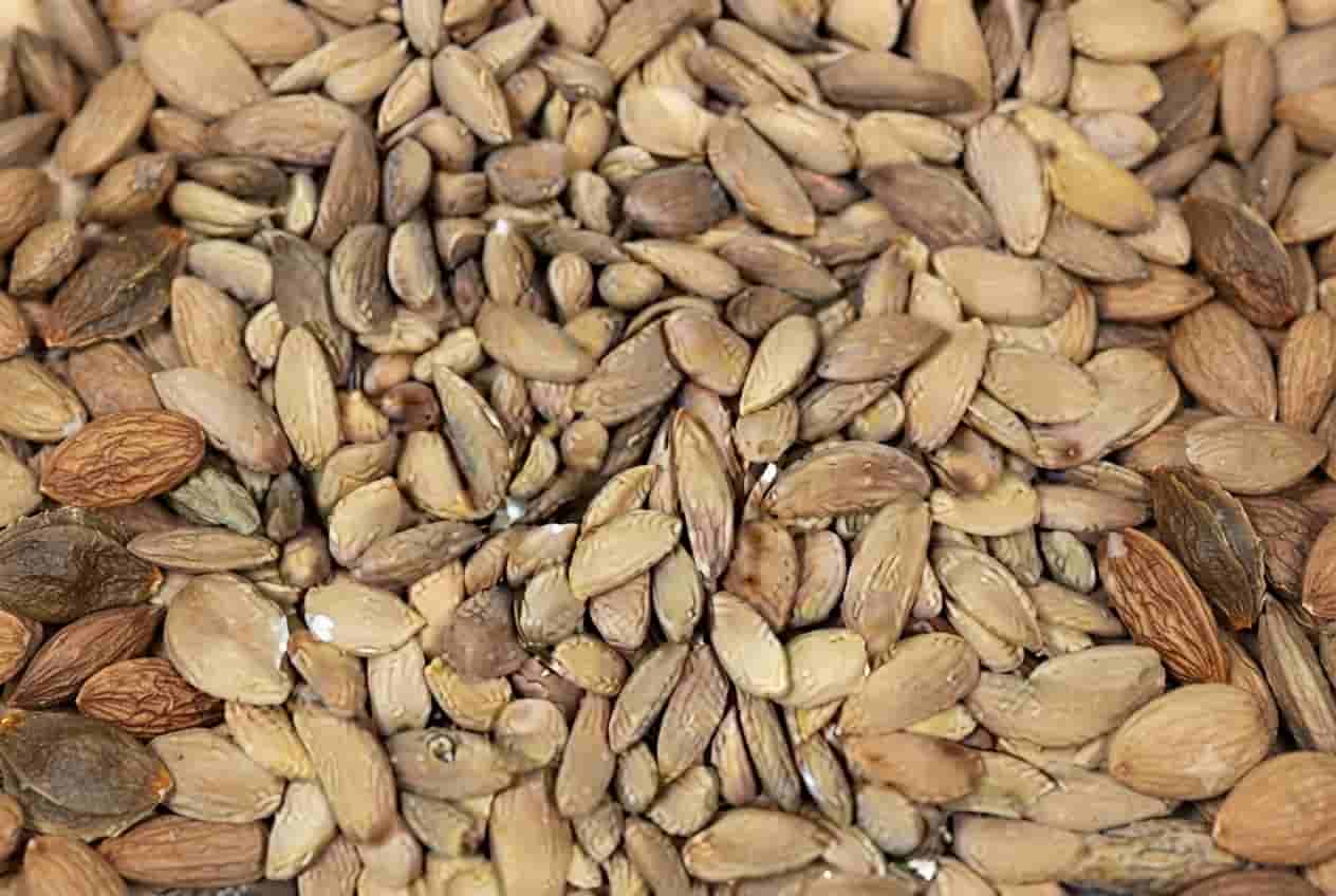 مغز بادام