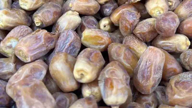 خرما زاهدی شیراز با کیفیت مطلوب و ظاهر طلایی