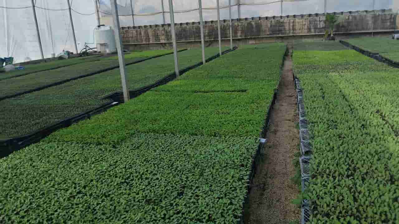 نشا گوجه فرنگی