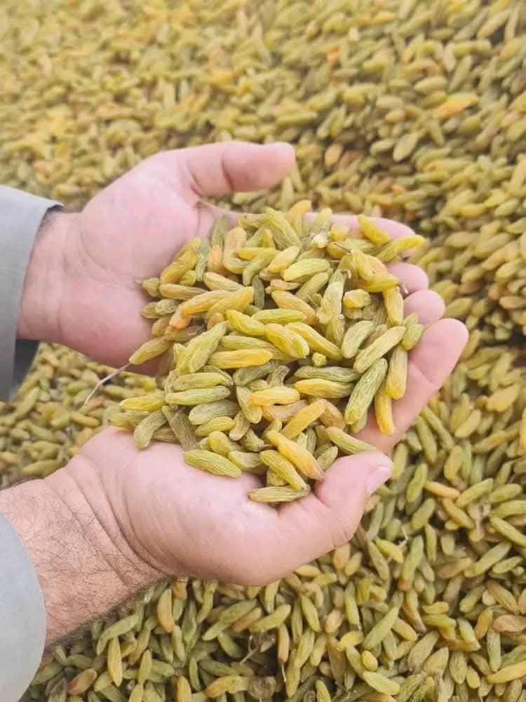 قیمت کشمش سبز پاراد + نگین انگور خراسان