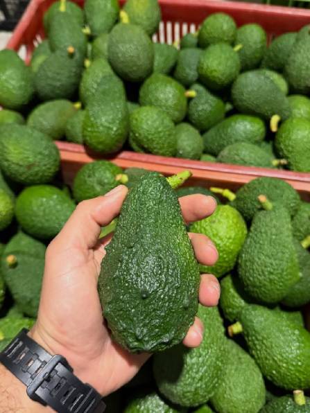 تصویر 4 از خرید عمده آووکادو وارداتی