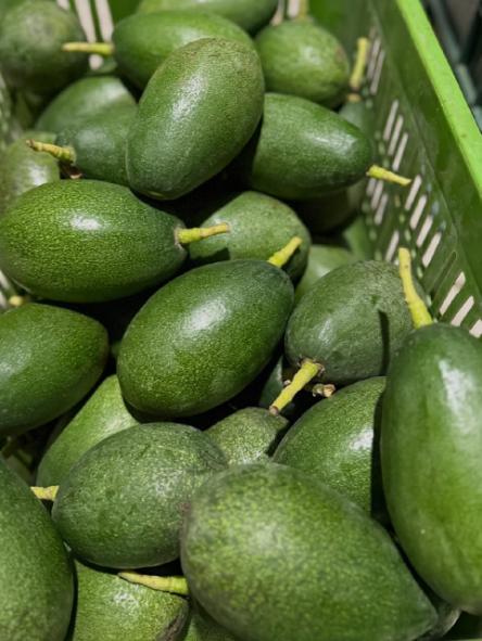 فروش عمده آووکادو وارداتی