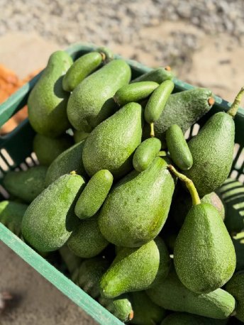 تصویر 5 از فروش عمده آووکادو وارداتی