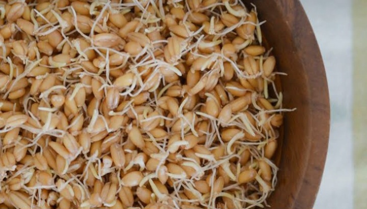 تصویر 5 از قیمت پودر جوانه گندم
