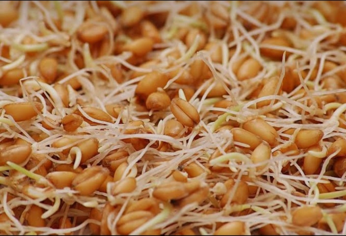 تصویر 5 از پودر جوانه گندم ارگانیک